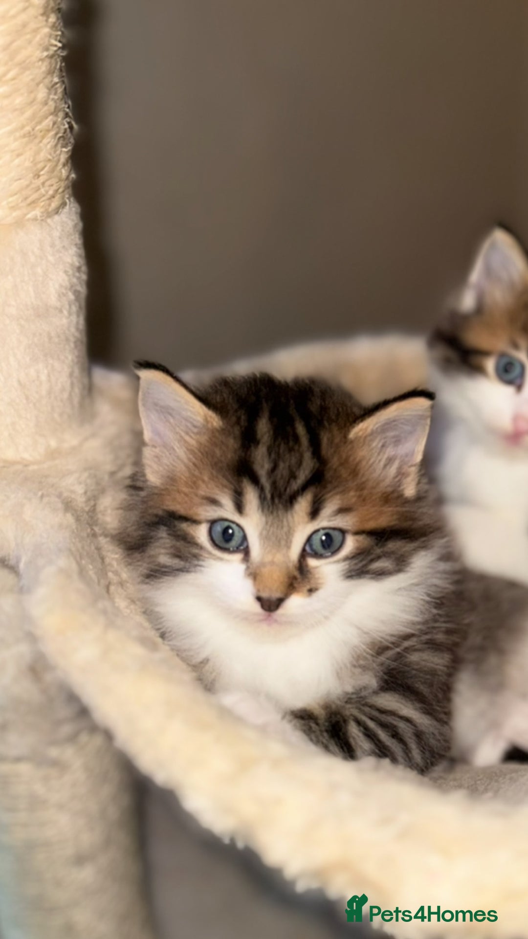 Ragdoll cats for sale: Beautiful Ragdoll kitten ready to leave now!  - Image 11