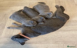 British Shorthair cats for sale: X-4 Gorgeous British-Shorthair Kittens  - Image 8