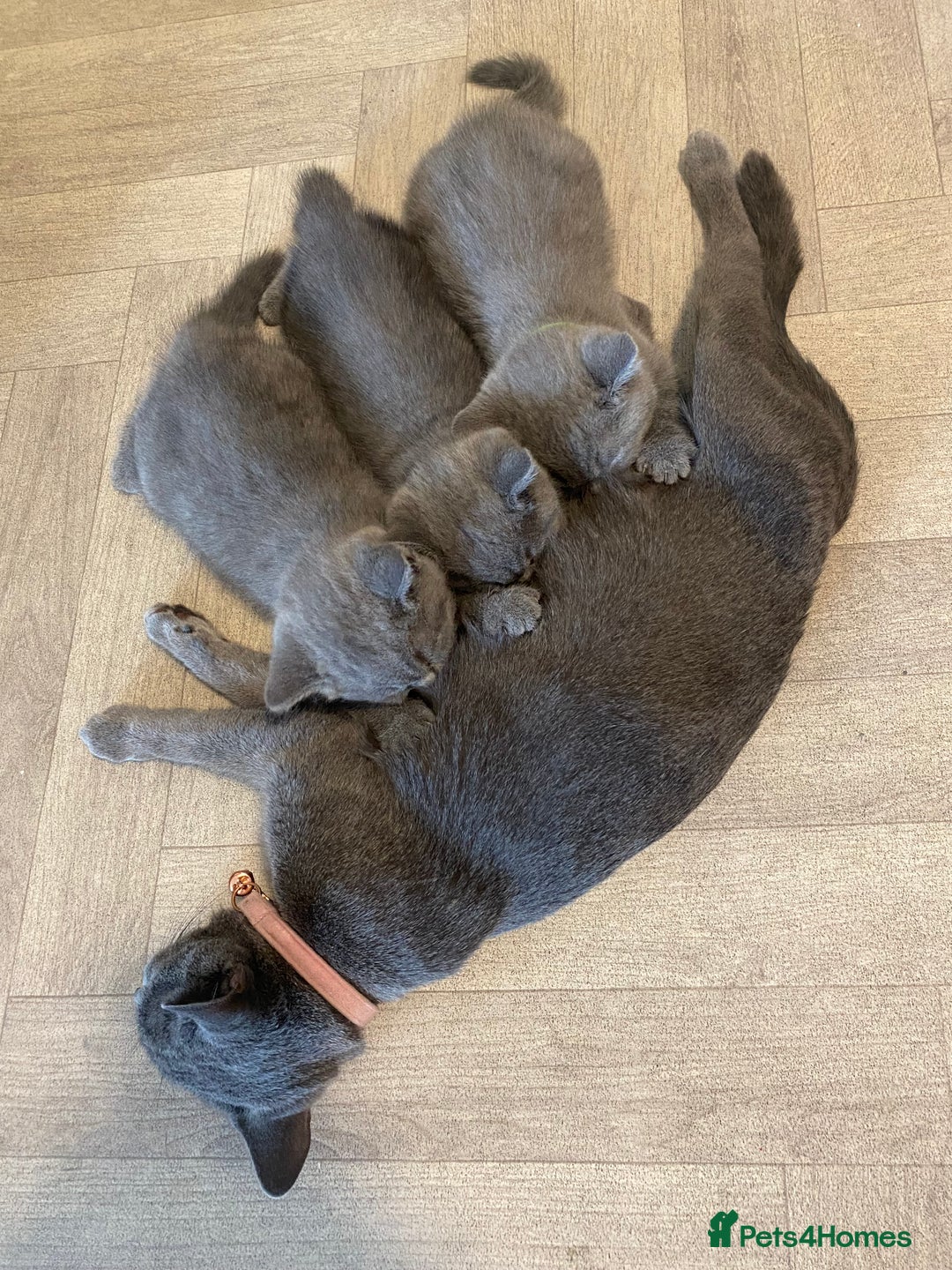 British Shorthair cats for sale: X-4 Gorgeous British-Shorthair Kittens  - Image 8