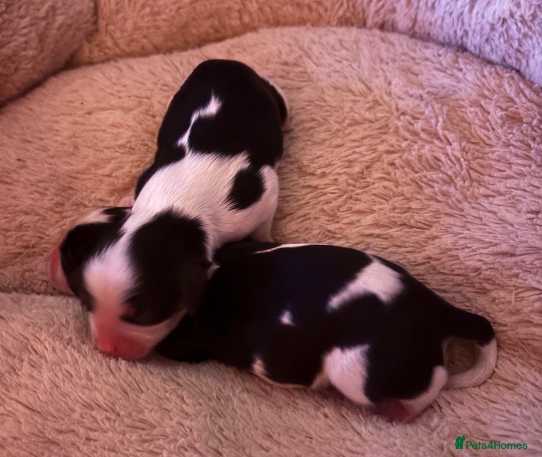 Cavalier King Charles Spaniel dogs for sale: Kc reg Cavalier King Charles pups  - Image 2