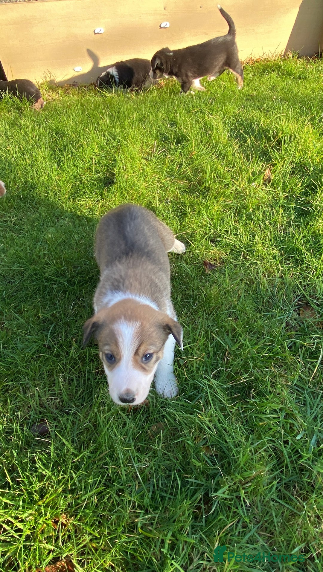 Mixed Breed dogs for sale: Beautiful Welsh Collie x Border Collie Puppies - Advert 21