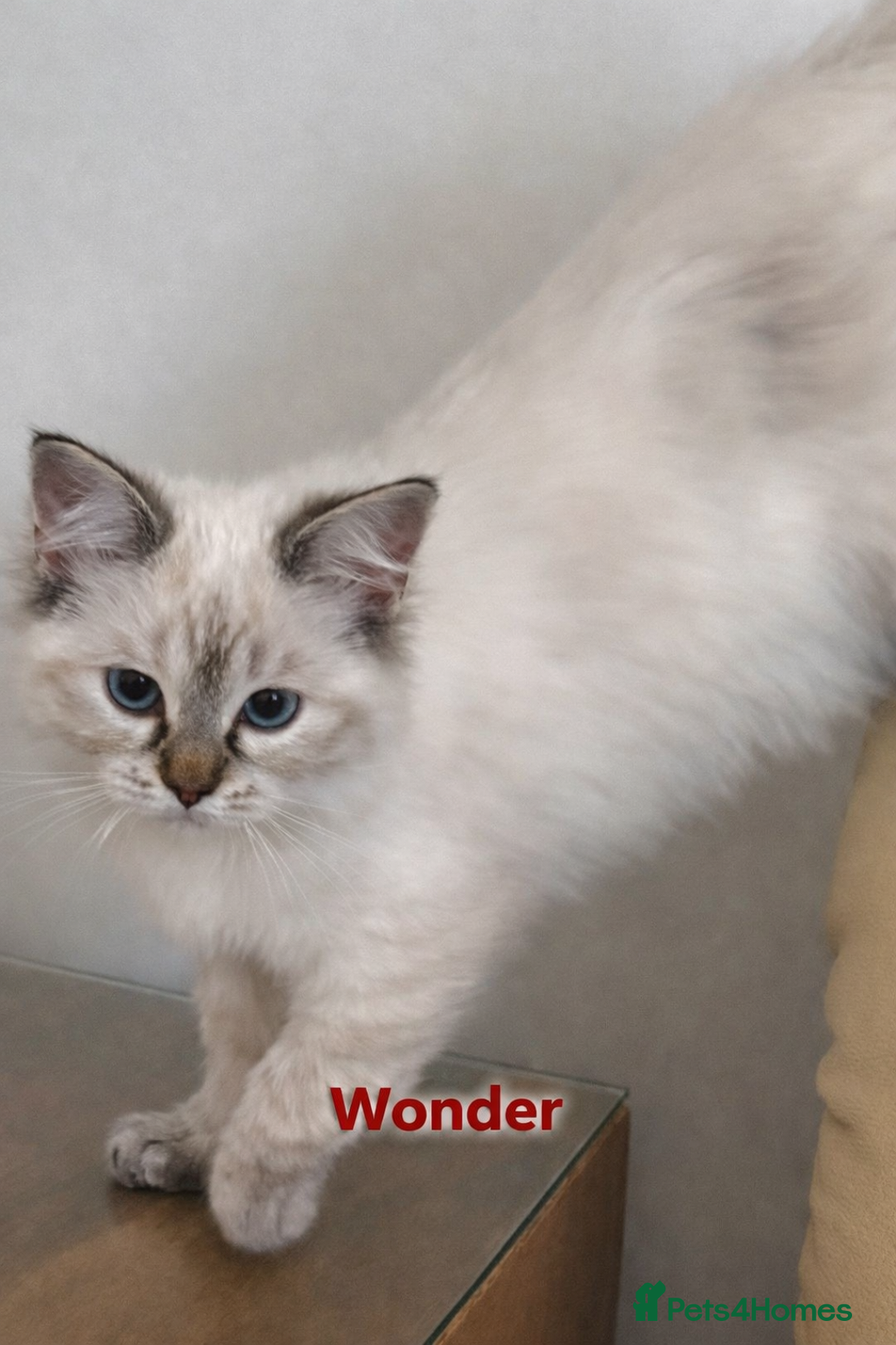 Ragdoll cats for sale: GCCF registered lynx girls ready - Advert 9