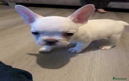 French Bulldog dogs for sale: French bulldog puppy's  - Image 8