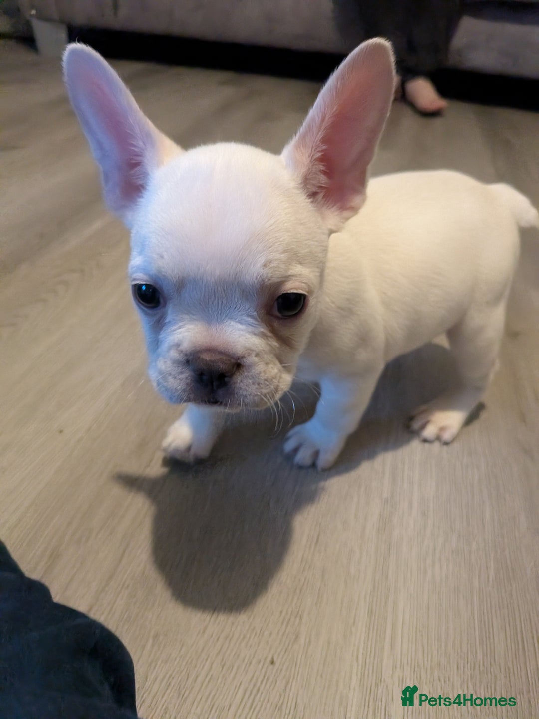 French Bulldog dogs for sale: French bulldog puppy's  - Image 8