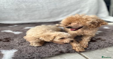 Maltipoo dogs - Advert 3