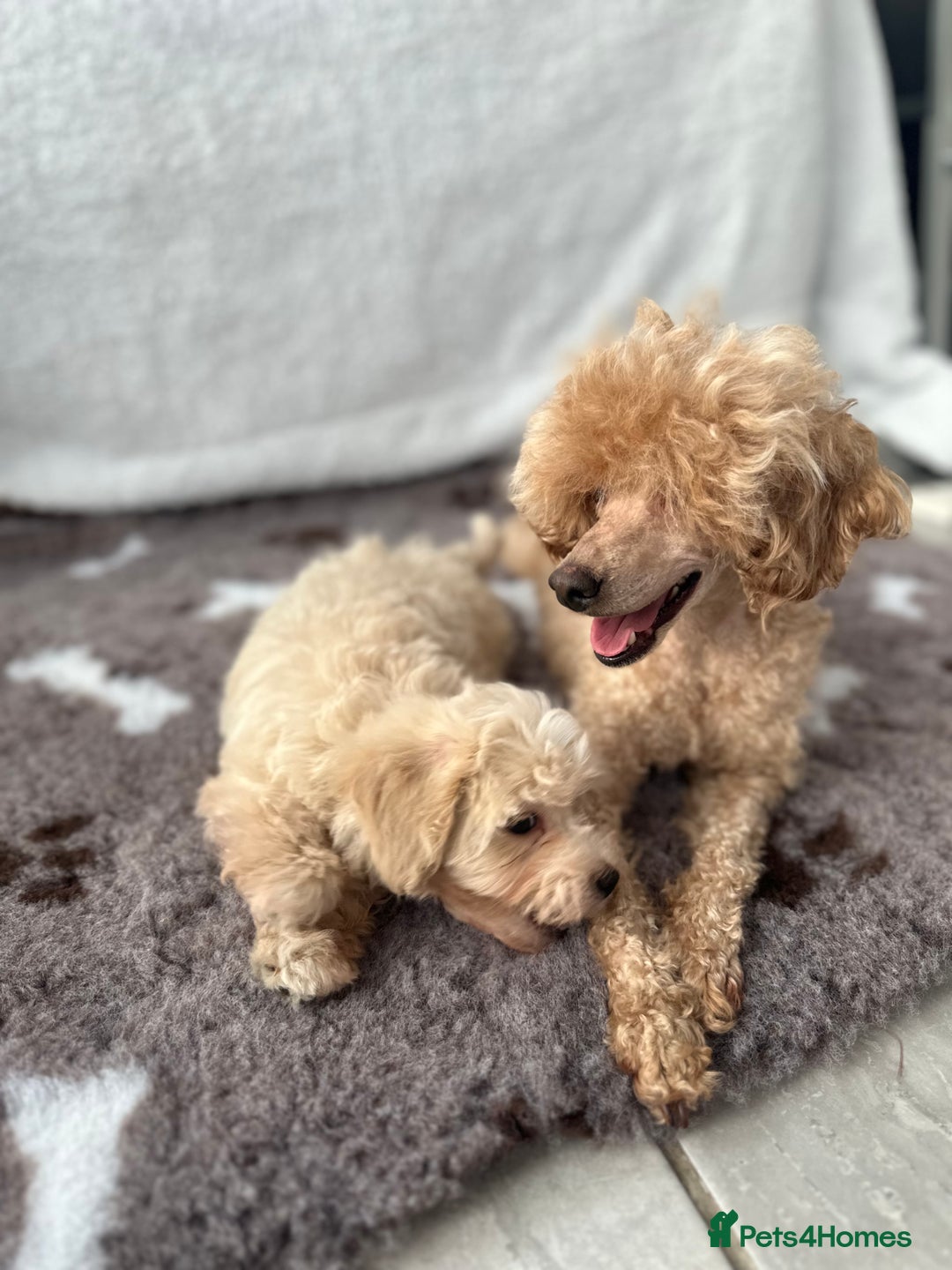 Maltipoo dogs for sale: F1 Toy Maltipoo puppys   - Image 2