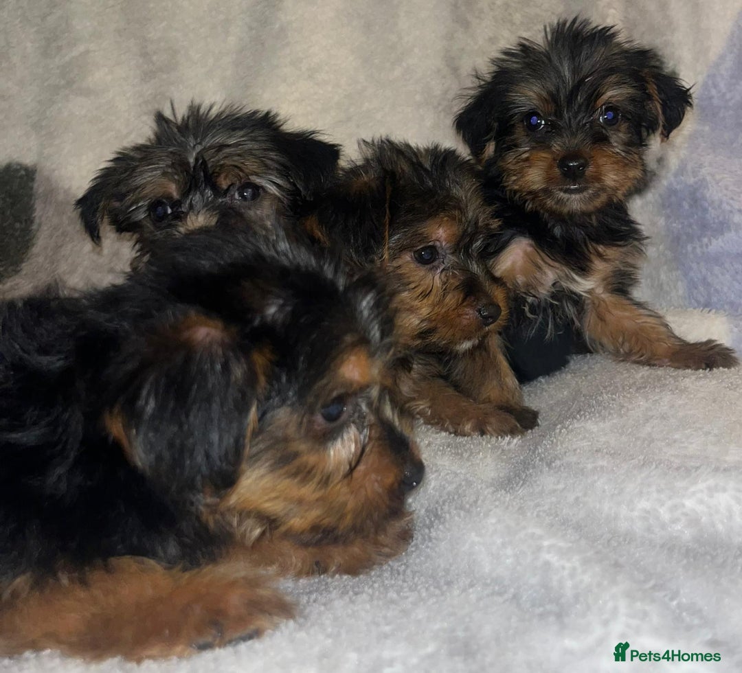 Yorkshire Terrier dogs for sale: Yorkshire Terrier Puppies  - Advert 13