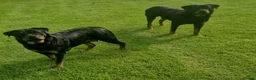 Rottweiler dogs for sale: Excellent Heritage and Exceptional Potential Pups in Cardiff - Advert 11