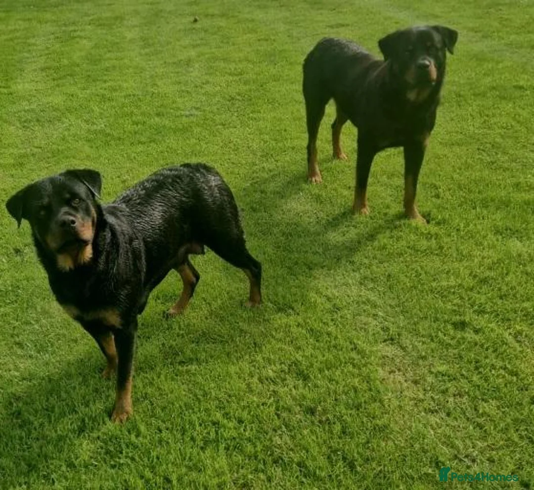 Rottweiler dogs for sale: Excellent Heritage and Exceptional Potential Pups in Cardiff - Advert 11