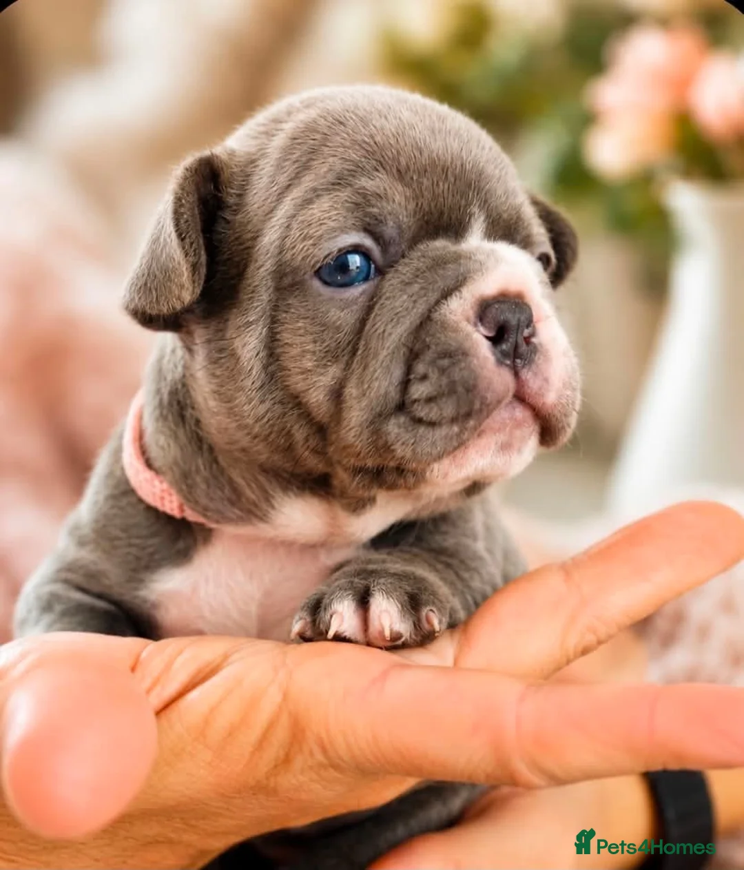 French Bulldog dogs for sale: Beautiful Pedigree French Bulldog girls🥰 - Advert 2