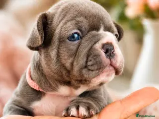 French Bulldog dogs Beautiful Pedigree French Bulldog girls🥰 - Advert 12