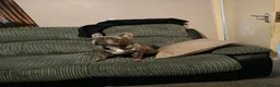 French Bulldog dogs for sale: Last frenchie available!! - Advert 2
