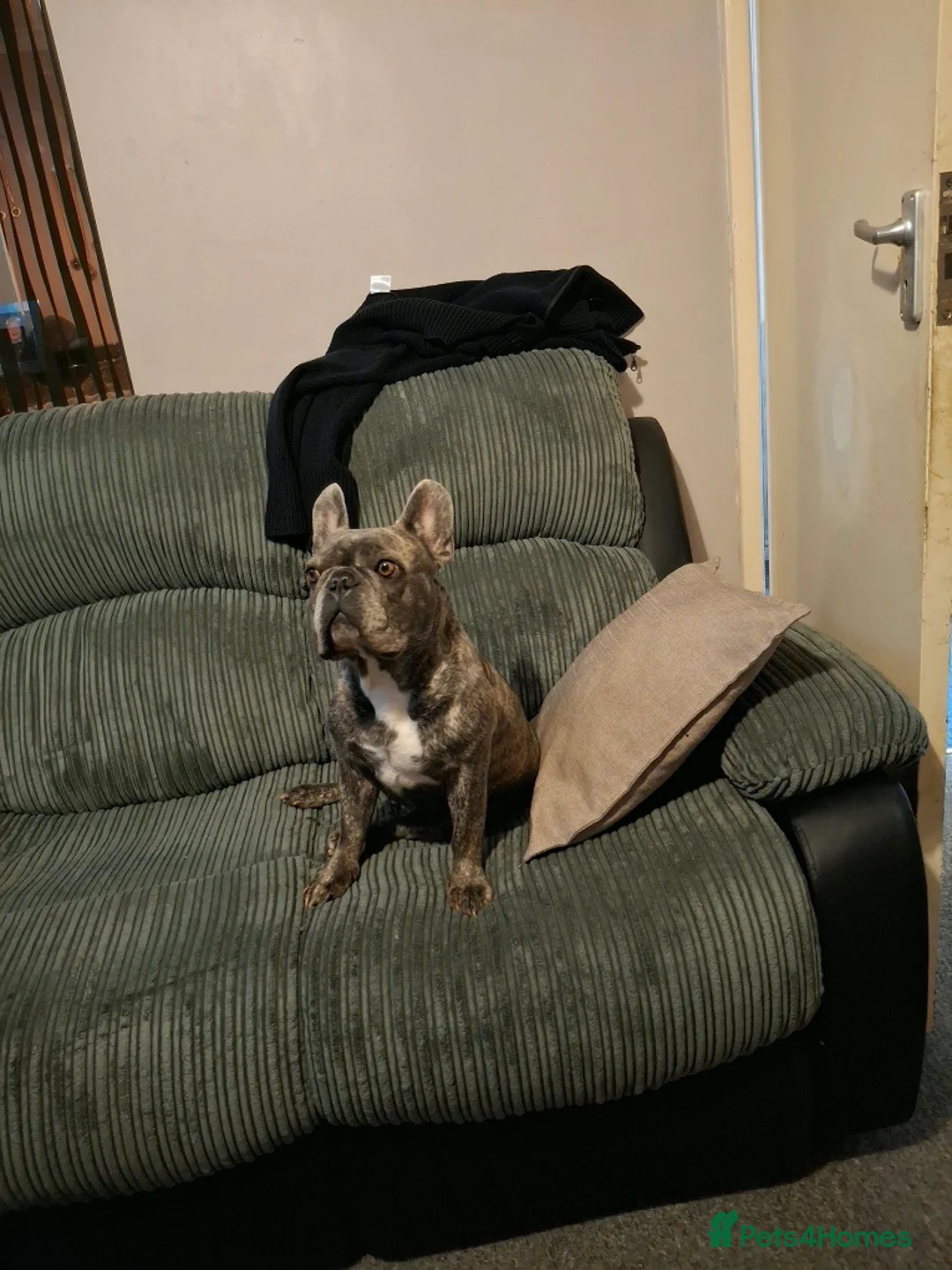 French Bulldog dogs for sale: Last frenchie available!! - Advert 2