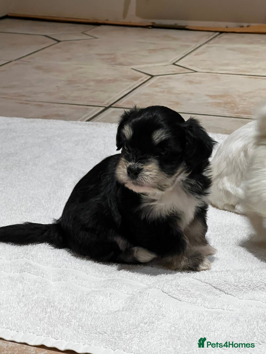 Bichon Frise dogs for sale: Bichon fries ready to go ! - Advert 10