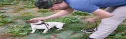 Mixed Breed dogs for adoption: Romeo in Worthing - Advert 3