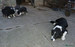 Border Collie dogs for sale: Border Collie pups for sale  - Image 4