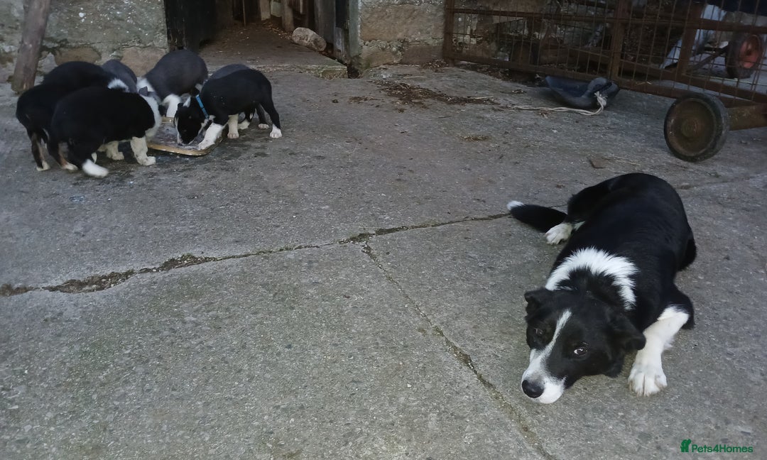 Border Collie dogs for sale: Border Collie pups for sale  - Image 4