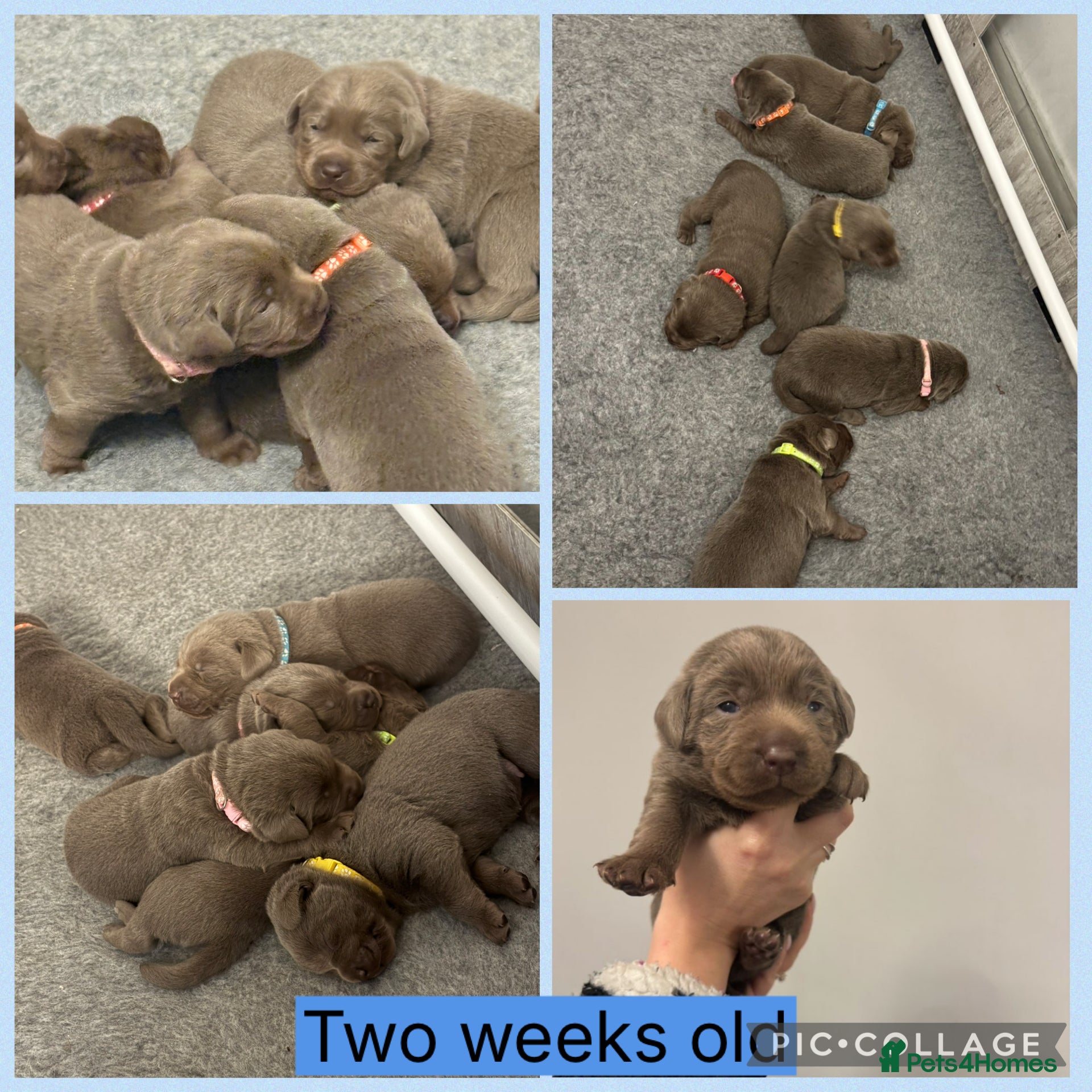 Labrador Retriever dogs KC REG top quality chunky silver Labrador puppies  - Advert 9