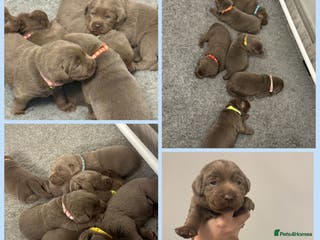Labrador Retriever dogs KC REG top quality chunky silver Labrador puppies - Advert 12