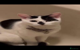 Mixed Breed cats for sale: FREE TO A GOOD HOME  - Image 7