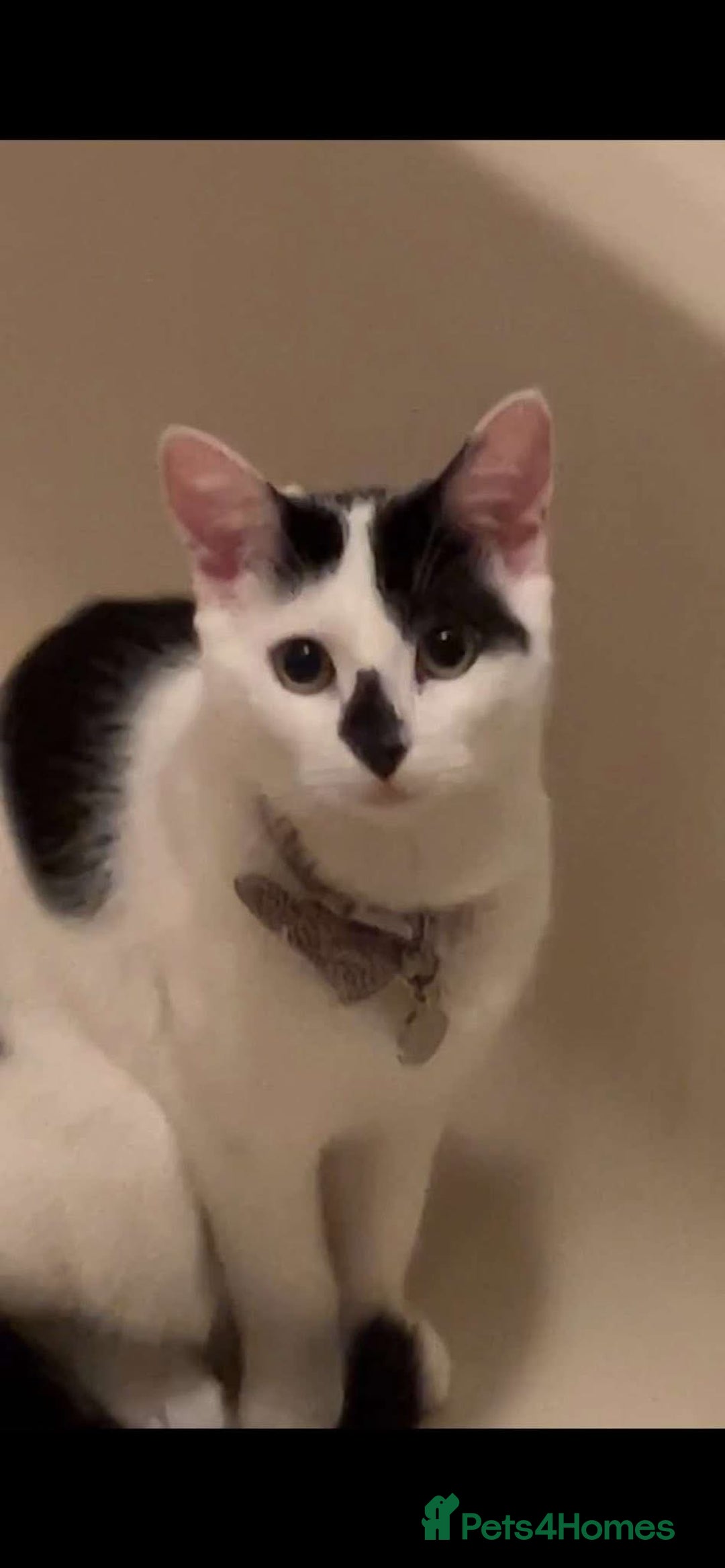 Mixed Breed cats for sale: FREE TO A GOOD HOME  - Image 7