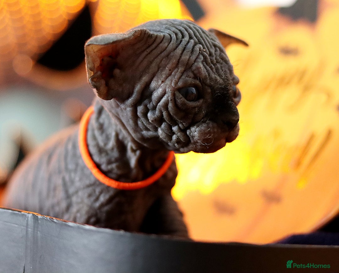 Sphynx cats for sale: Sphynx Black Solid Girls  - Advert 20