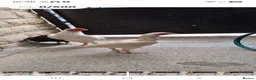 Chickens poultry for sale: Shamo pair ko - Advert 1