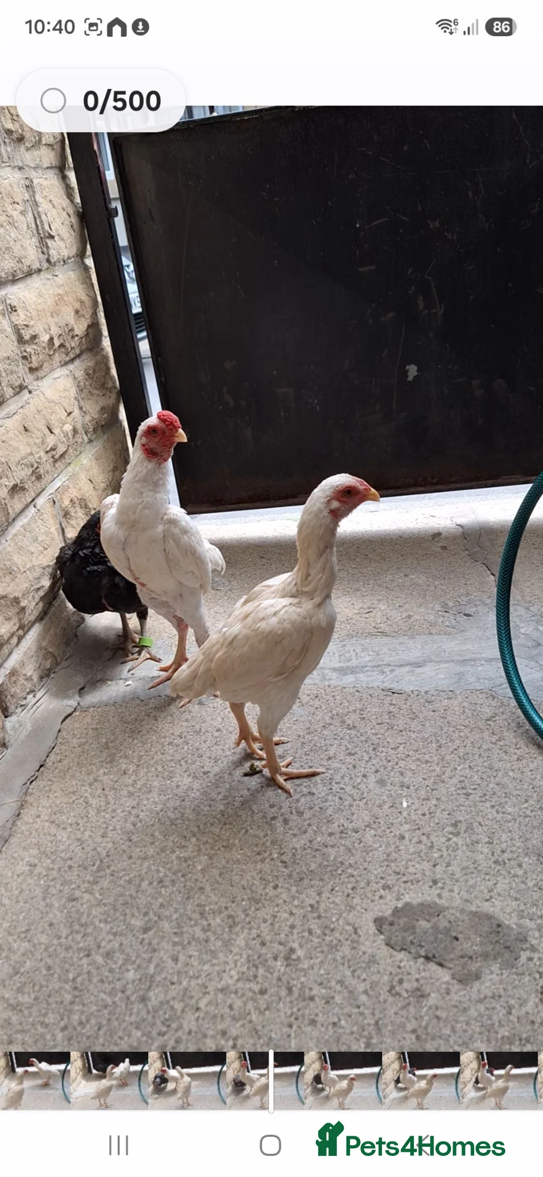 Chickens poultry for sale: Shamo pair ko - Advert 1