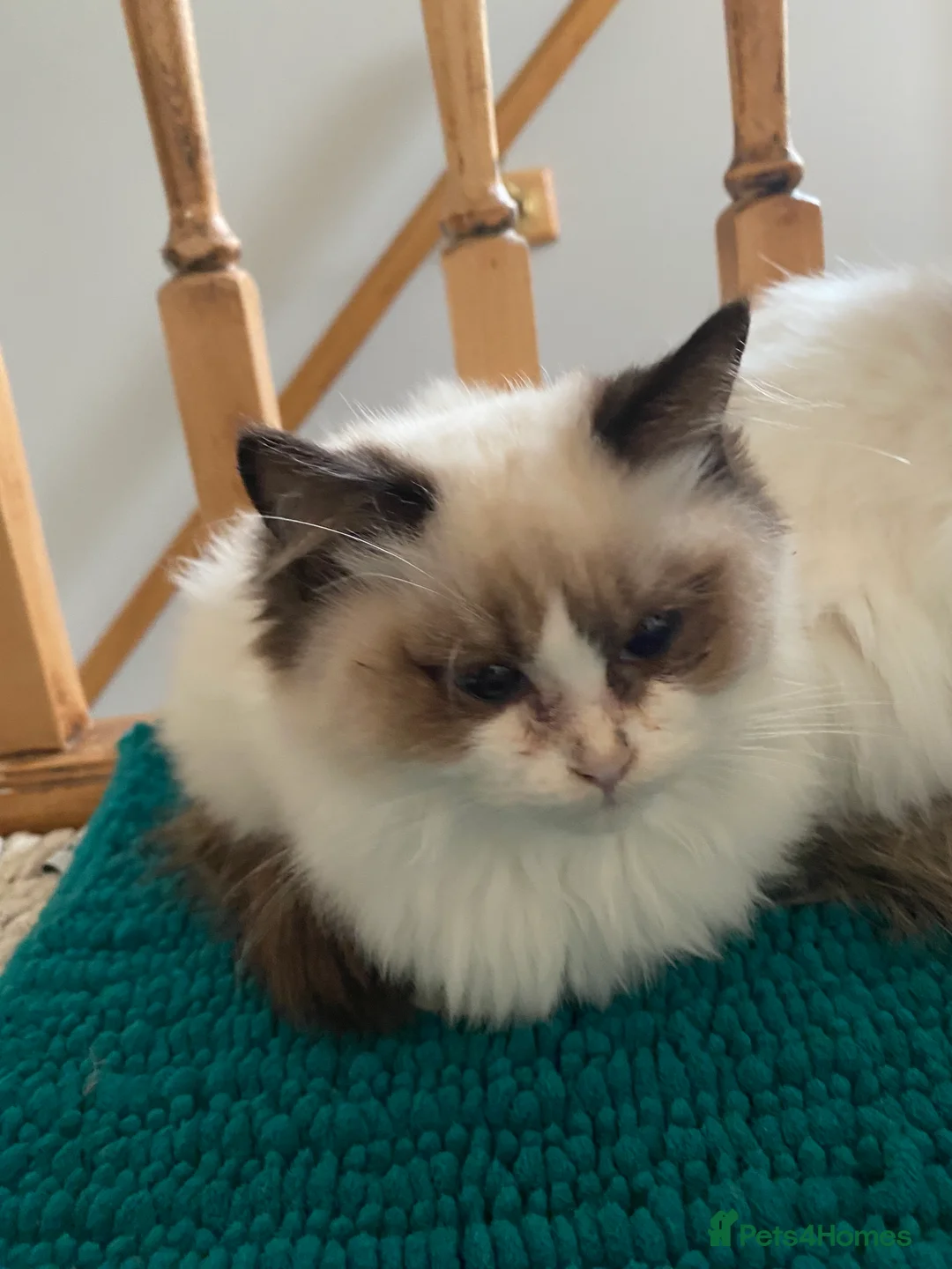 Ragdoll cats for sale: 🐾 adorable ragdoll kittens for sale 🐾  - Advert 8