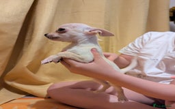 Chihuahua dogs for sale: 2 female chihuahuas  - Image 3