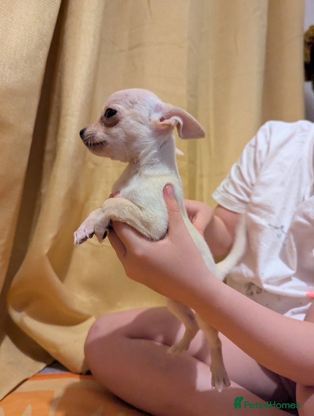 Chihuahua dogs for sale: 2 female chihuahuas  - Image 3