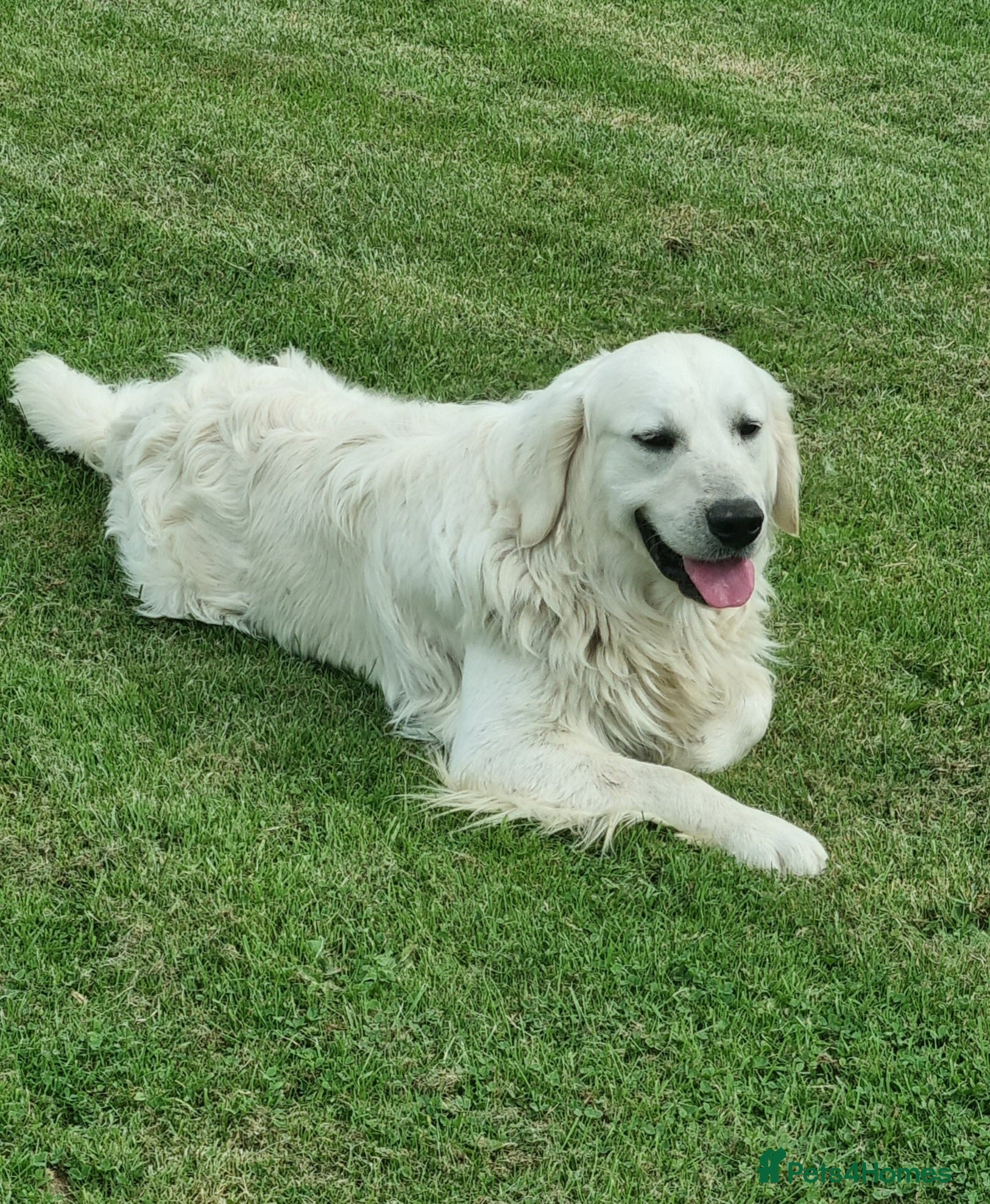 Golden Retriever dogs KC GOLDEN RETRIEVER PUPS SHOW CHAMPION PEDIGREE  - Advert 2