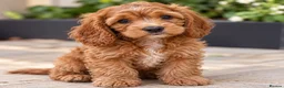 Cockapoo dogs for sale: F1 Toy Red Cockapoo Puppies - Advert 9