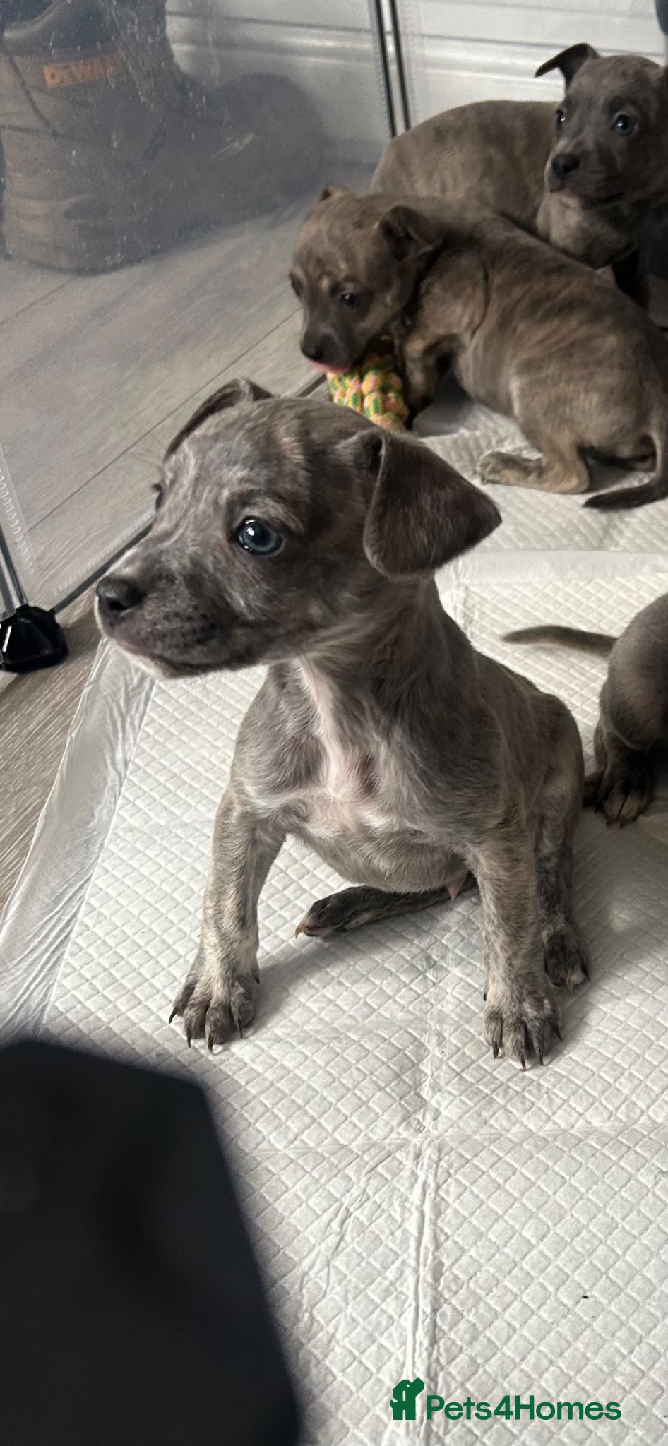 Mixed Breed dogs WHIPPET X FRENCHBULLDOG PUPPIES 💕💙 - Advert 15