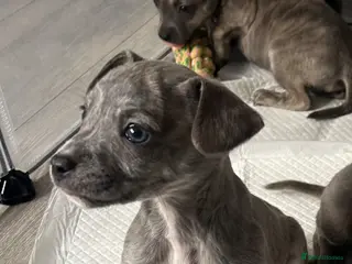 Mixed Breed dogs WHIPPET X FRENCHBULLDOG PUPPIES 💕💙 - Advert 15
