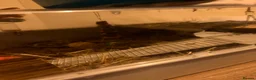 Pygmy Hedgehog rodents for sale: Pair Pygmy Hedgehogs Emergency Rehoming - Advert 7