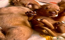 Hungarian Vizsla dogs for sale: Hungarian viszla puppies  - Image 8