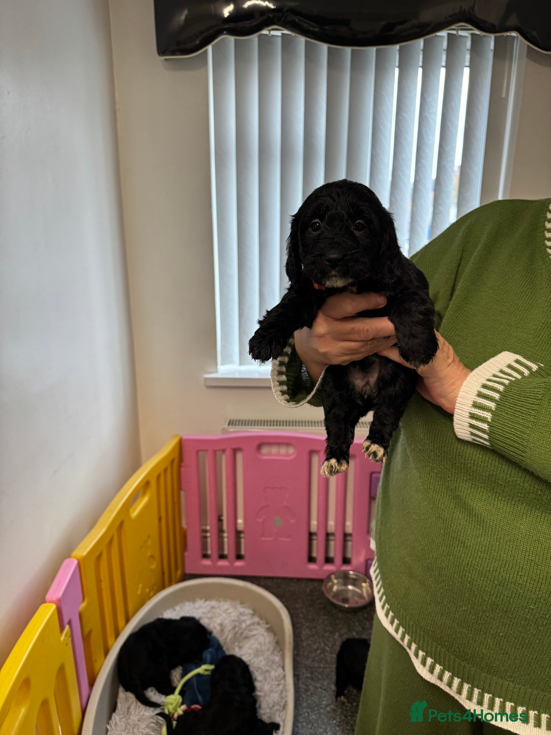 Cockapoo dogs for sale: ready now F1 cockerpoos - Image 9