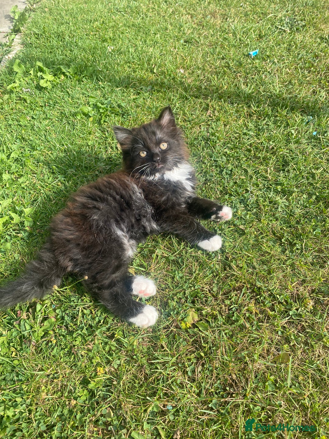 British Shorthair cats for sale: Gorgeous British shorthair kittens  - Image 1