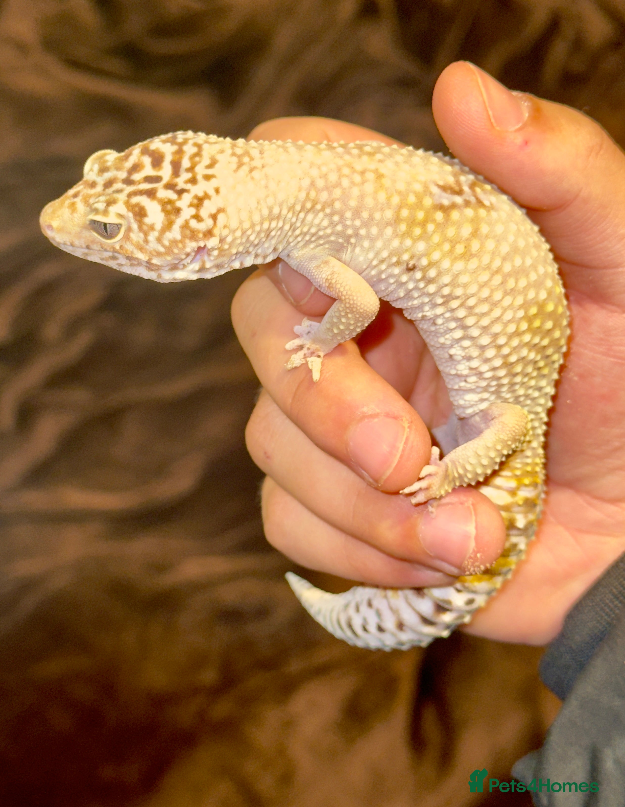 Leopard Gecko reptiles Need a new home  - Advert 1