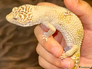 Leopard Gecko reptiles Need a new home - Advert 1