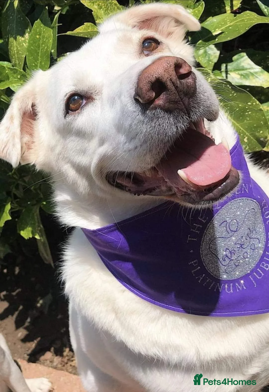 Mixed Breed dogs for adoption: Meet Biscuit, currently residing in Hampshire  in Havant - Advert 13