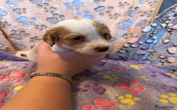 Cocker Spaniel dogs for sale: COCKER SPANIEL LITTER OF 9 IN SCARBOROUGH  - Image 19