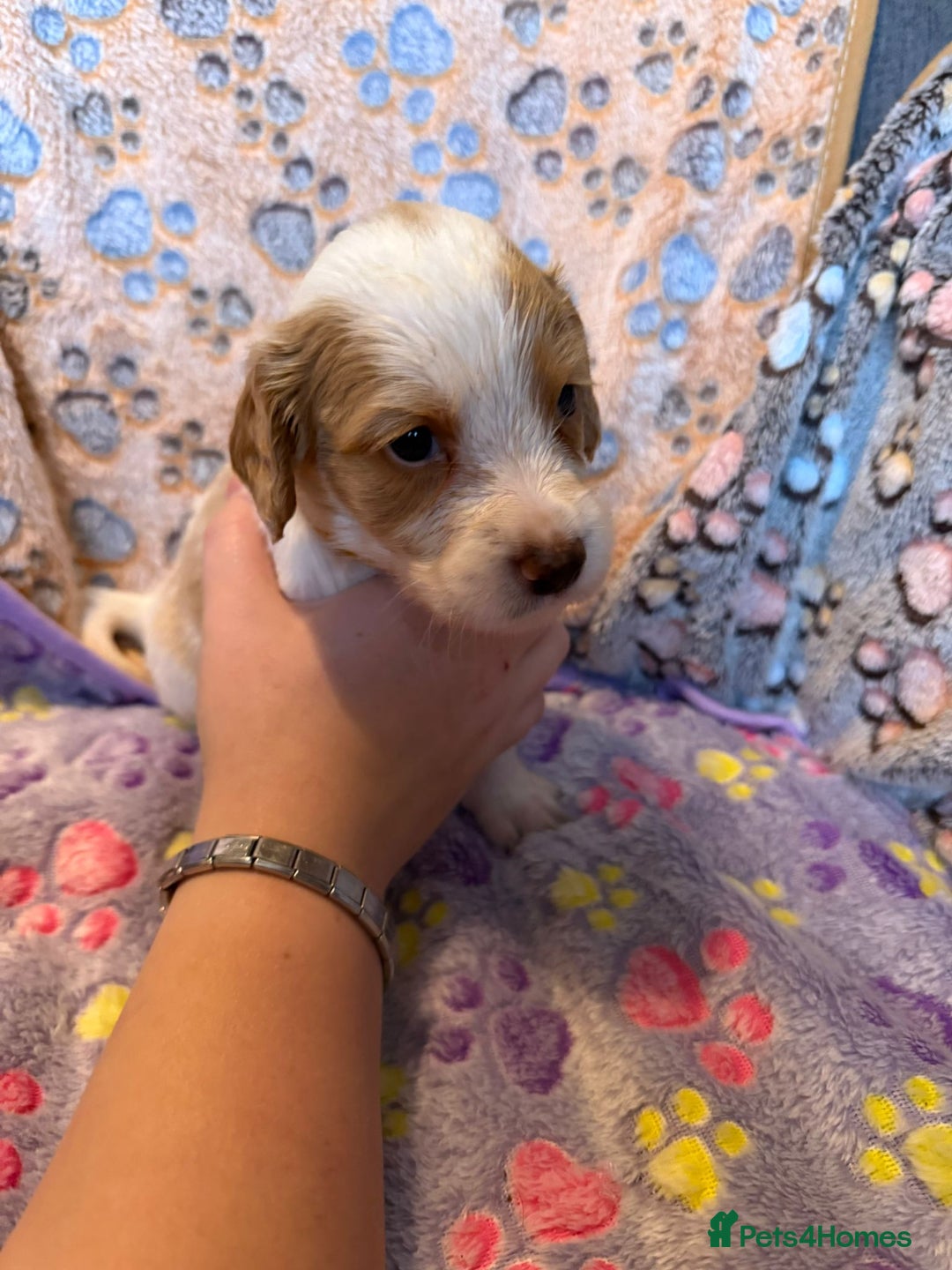 Cocker Spaniel dogs for sale: COCKER SPANIEL LITTER OF 9 IN SCARBOROUGH  - Image 19