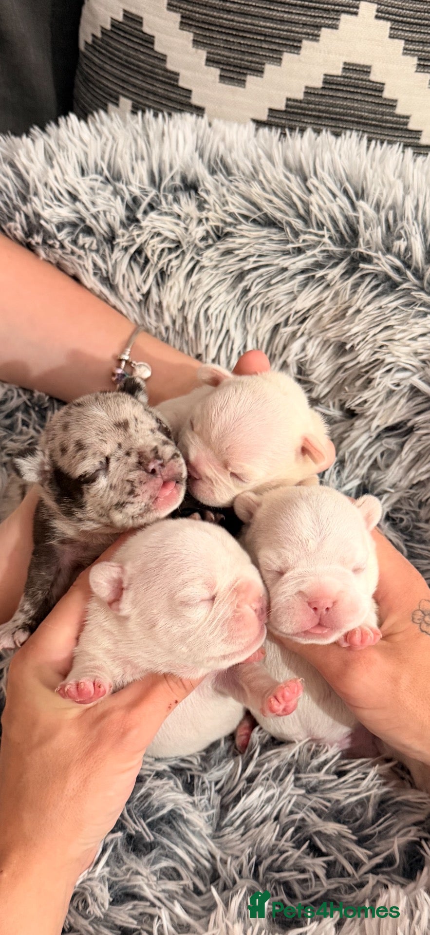 French Bulldog dogs Kc registered french bulldog puppies - Advert 12