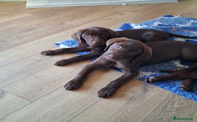Labrador Retriever dogs - Advert 4