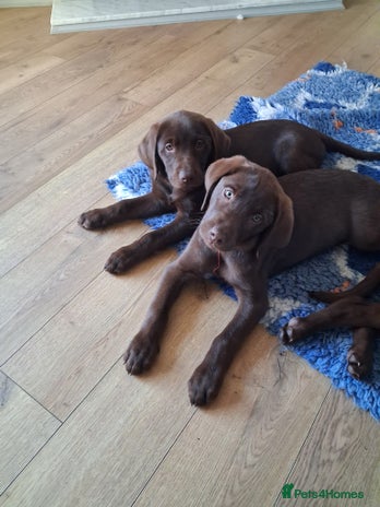 Labrador Retriever dogs - Advert 4