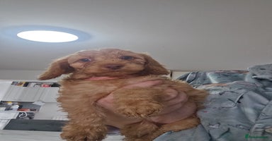 Cockapoo dogs - Advert 9