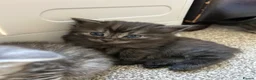 Bengal cats for sale: Bengal x Maine coone kittens - Advert 10
