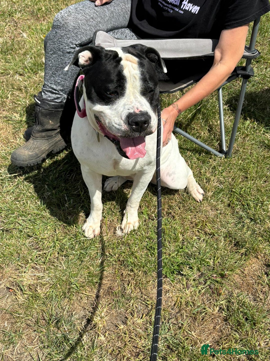 Mixed Breed dogs for adoption: Lovely staffie cross bulldog  - Image 1